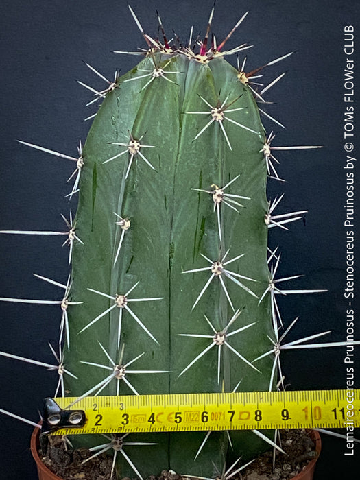Lemaireocereus pruinosus, Kaktus, Cactus, organically grown succulent plants for sale at TOMs FLOWer CLUB.