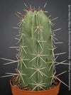 Lemaireocereus pruinosus, Kaktus, Cactus, organically grown succulent plants for sale at TOMs FLOWer CLUB.