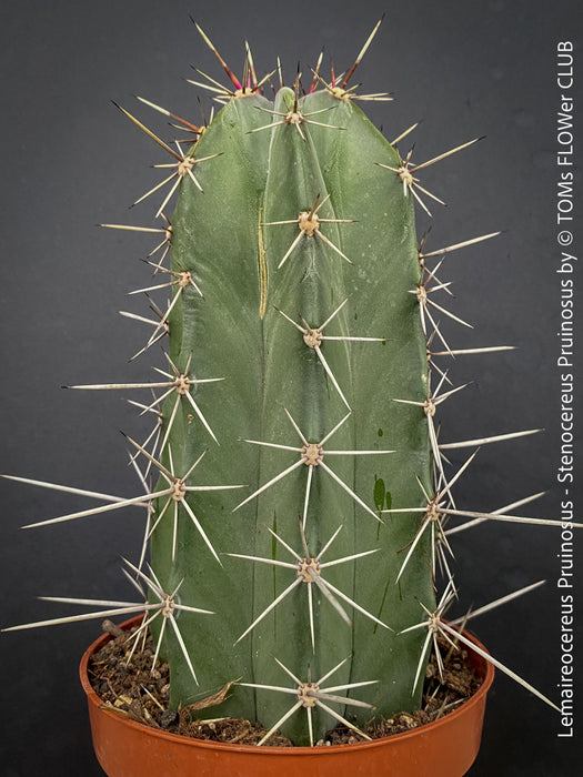 Lemaireocereus pruinosus, Kaktus, Cactus, organically grown succulent plants for sale at TOMs FLOWer CLUB.