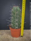 Lemaireocereus pruinosus, Kaktus, Cactus, organically grown succulent plants for sale at TOMs FLOWer CLUB.