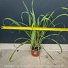 Lemongras, Zitronengras, Cymbopogon Citratus, medicinal plants, herbs for cooking, Thai curry, Kräuter for sale at TOMs FLOWer CLUB