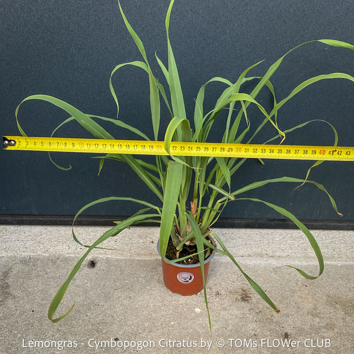Lemongras, Zitronengras, Cymbopogon Citratus, medicinal plants, herbs for cooking, Thai curry, Kräuter for sale at TOMs FLOWer CLUB