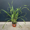 Lemongras, Zitronengras, Cymbopogon Citratus, medicinal plants, herbs for cooking, Thai curry, Kräuter for sale at TOMs FLOWer CLUB