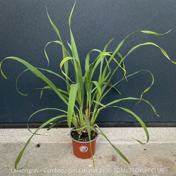 Lemongras, Zitronengras, Cymbopogon Citratus, medicinal plants, herbs for cooking, Thai curry, Kräuter for sale at TOMs FLOWer CLUB