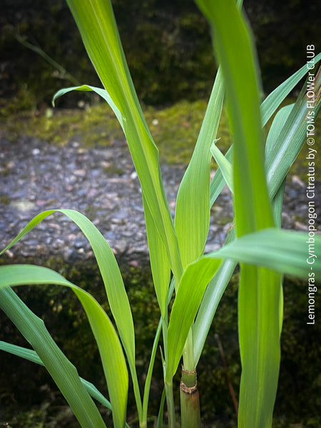 Lemongras, Zitronengras, Cymbopogon Citratus, medicinal plants, herbs for cooking, Thai curry, Kräuter for sale at TOMs FLOWer CLUB