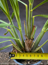 Lemongras, Zitronengras, Cymbopogon Citratus, medicinal plants, herbs for cooking, Thai curry, Kräuter for sale at TOMs FLOWer CLUB