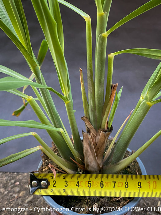 Lemongras, Zitronengras, Cymbopogon Citratus, medicinal plants, herbs for cooking, Thai curry, Kräuter for sale at TOMs FLOWer CLUB