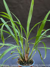 Lemongras, Zitronengras, Cymbopogon Citratus, medicinal plants, herbs for cooking, Thai curry, Kräuter for sale at TOMs FLOWer CLUB