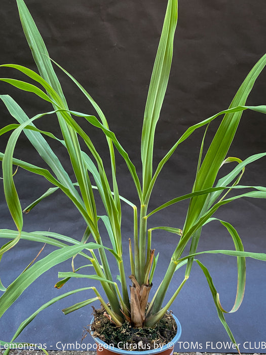 Lemongras, Zitronengras, Cymbopogon Citratus, medicinal plants, herbs for cooking, Thai curry, Kräuter for sale at TOMs FLOWer CLUB
