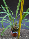 Lemongras, Zitronengras, Cymbopogon Citratus, medicinal plants, herbs for cooking, Thai curry, Kräuter for sale at TOMs FLOWer CLUB