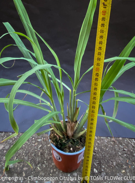 Lemongras, Zitronengras, Cymbopogon Citratus, medicinal plants, herbs for cooking, Thai curry, Kräuter for sale at TOMs FLOWer CLUB