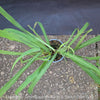 Lemongras, Zitronengras, Cymbopogon Citratus, medicinal plants, herbs for cooking, Thai curry, Kräuter for sale at TOMs FLOWer CLUB