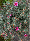 Leptospermum Scoparium Red Damasque, Myrte, Australian plants, mānuka, mānuka myrtle, New Zealand teatree, broom tea-tree, tea tree, TOMs FLOWer CLUB, organically grown,