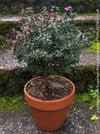 Leptospermum Scoparium Red Damasque, Myrte, Australian plants, mānuka, mānuka myrtle, New Zealand teatree, broom tea-tree, tea tree, TOMs FLOWer CLUB, organically grown,