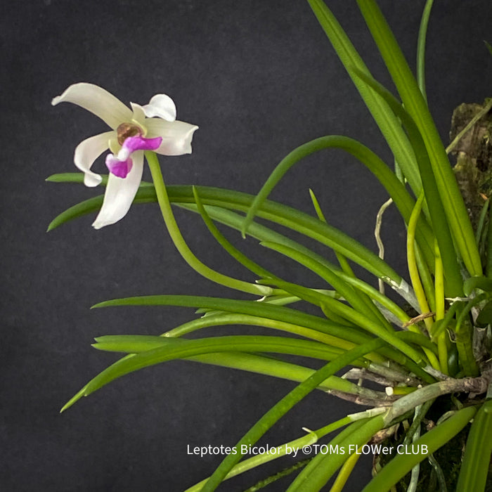 Leptotes Bicolor, white flowering orchid, organically grown tropical plants for sale at TOMsFLOWer CLUB.
