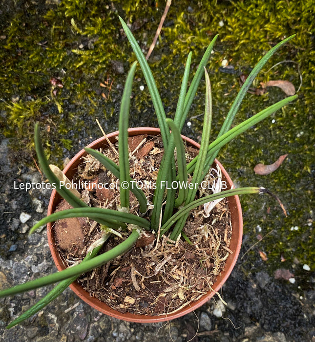 Leptotes Pohlitinocoi