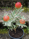 Leucospermum Cordifolium x Patersonii, Protea, South African endemic plants, organically grown garden, plants for sale by TOMs FLOWer CLUB.