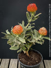 Leucospermum Cordifolium x Patersonii, Protea, South African endemic plants, organically grown garden, plants for sale by TOMs FLOWer CLUB.