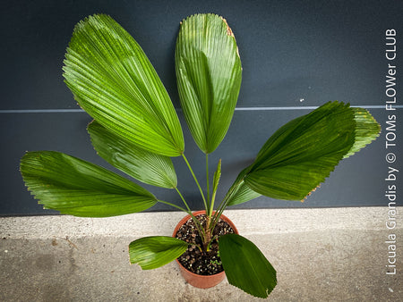 Licuala Grandis, palm tree, the Ruffled Fan Palm, organically grown plants for sale at TOMs FLOWer CLUB.