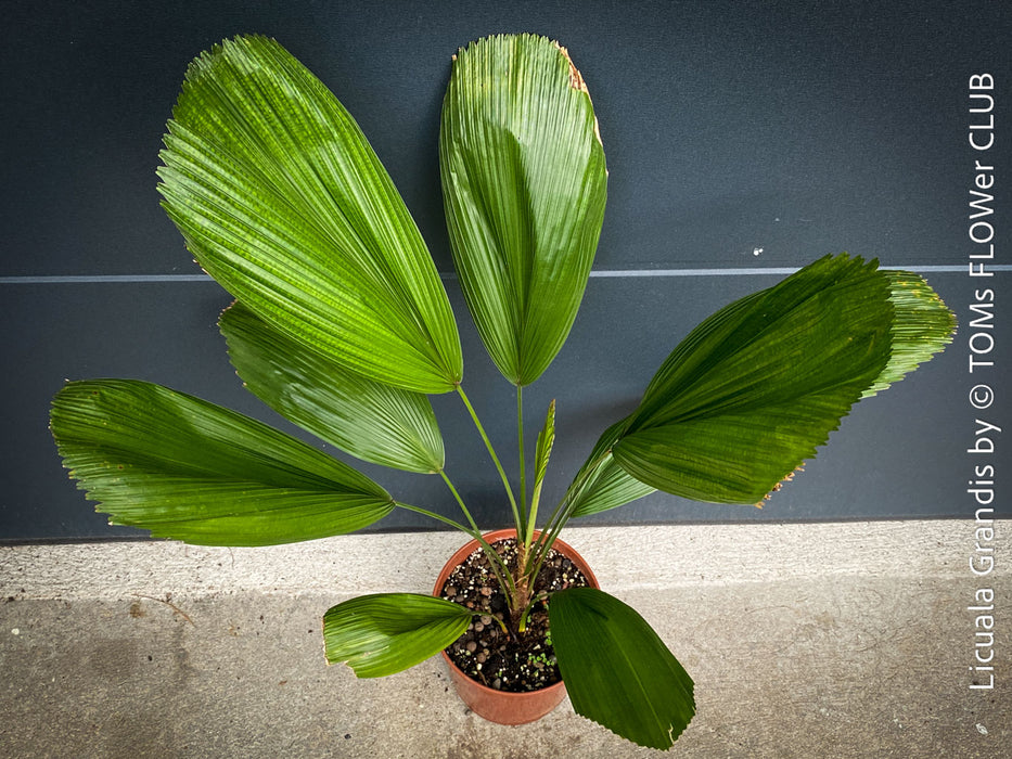 Licuala Grandis, palm tree, the Ruffled Fan Palm, organically grown plants for sale at TOMs FLOWer CLUB.
