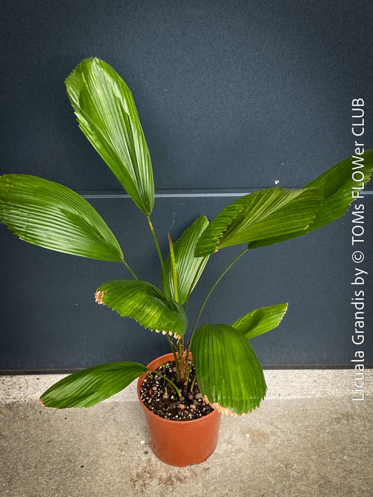 Licuala Grandis, palm tree, the Ruffled Fan Palm, organically grown plants for sale at TOMs FLOWer CLUB.