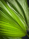 Licuala Grandis, palm tree, the Ruffled Fan Palm, organically grown plants for sale at TOMs FLOWer CLUB.