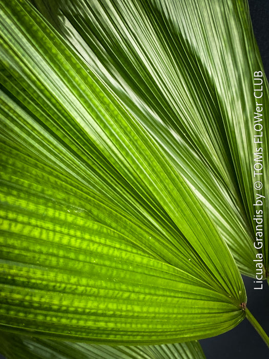 Licuala Grandis, palm tree, the Ruffled Fan Palm, organically grown plants for sale at TOMs FLOWer CLUB.