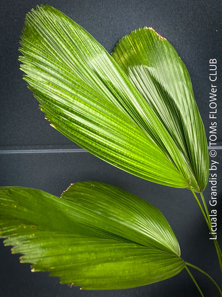 Licuala Grandis, palm tree, the Ruffled Fan Palm, organically grown plants for sale at TOMs FLOWer CLUB.