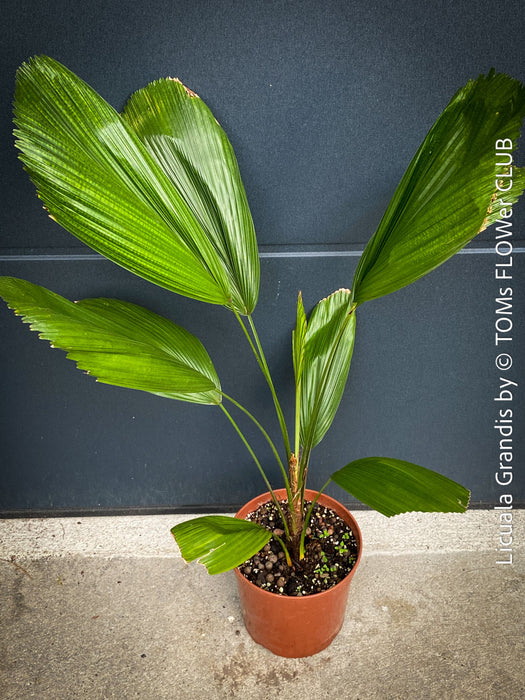Licuala Grandis, palm tree, the Ruffled Fan Palm, organically grown plants for sale at TOMs FLOWer CLUB.