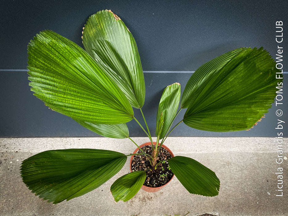 Licuala Grandis, palm tree, the Ruffled Fan Palm, organically grown plants for sale at TOMs FLOWer CLUB.