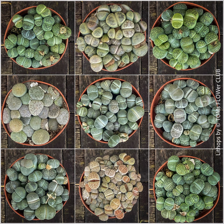 Collection of Lithops living stones plant organically cultivated in Switzerland – for sale at TOMs FLOWer CLUB