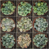 Collection of Lithops living stones plant organically cultivated in Switzerland – for sale at TOMs FLOWer CLUB