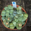 Lithops living stones plant organically cultivated in Switzerland – for sale at TOMs FLOWer CLUB