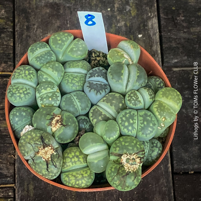 Lithops living stones plant organically cultivated in Switzerland – for sale at TOMs FLOWer CLUB