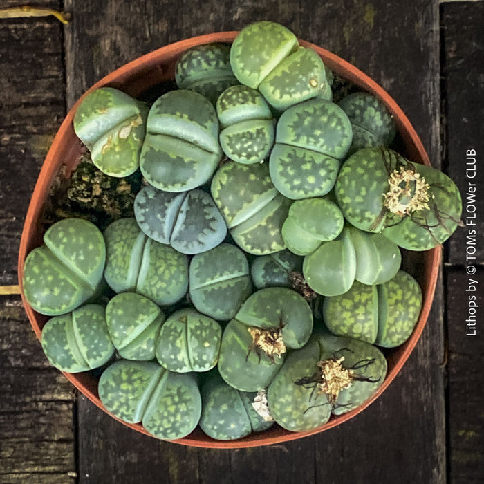 Lithops living stones plant organically cultivated in Switzerland – for sale at TOMs FLOWer CLUB