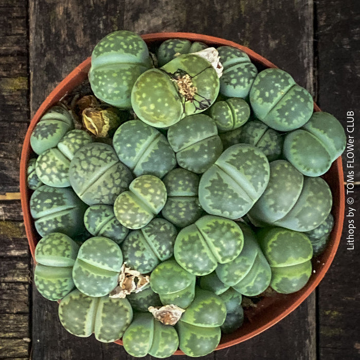 Lithops living stones plant organically cultivated in Switzerland – for sale at TOMs FLOWer CLUB