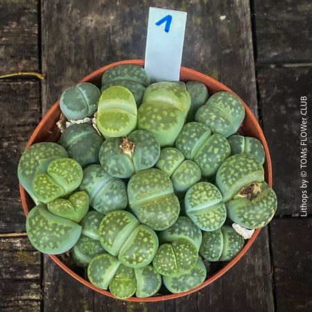 Lithops living stones group planting in mineral soil, desert aesthetic – for sale at TOMs FLOWer CLUB