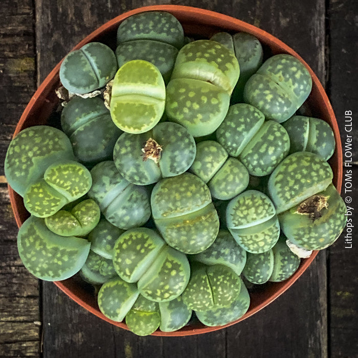 Slow-growing Lithops living stone suitable for collectors and design spaces – for sale at TOMs FLOWer CLUB