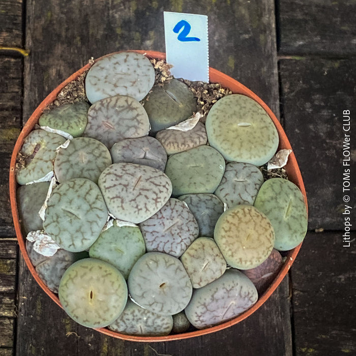Lithops plant macro photo showing natural color variation and markings – for sale at TOMs FLOWer CLUB