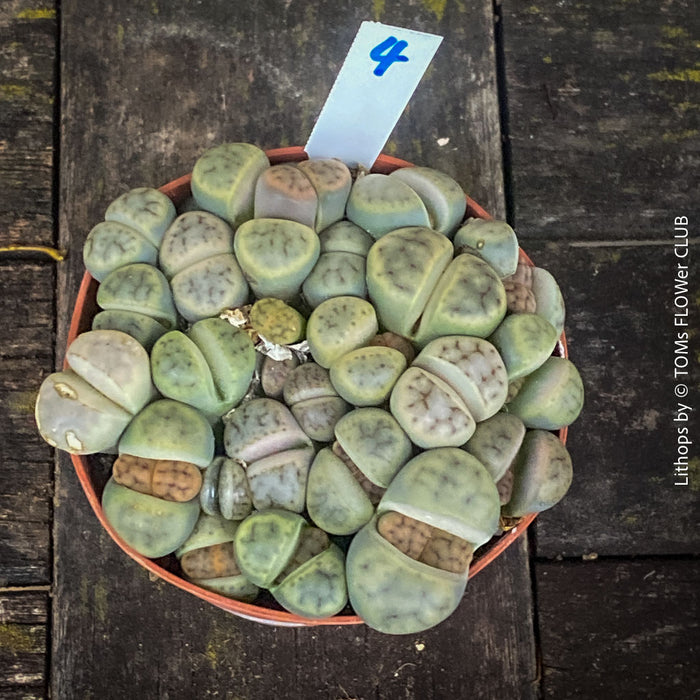 Rare Lithops living stones plant from private collection – for sale at TOMs FLOWer CLUB