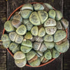 Lithops succulent in highly mineral substrate with healthy roots – for sale at TOMs FLOWer CLUB