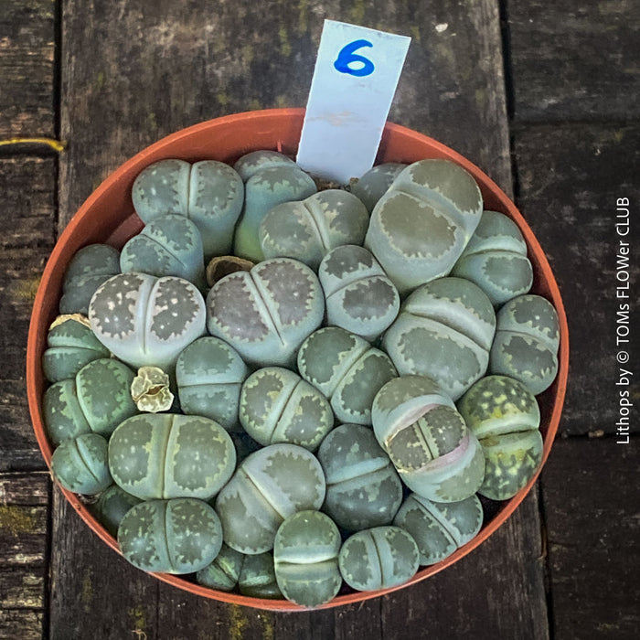 Living stones Lithops, cactus alternative for minimalist interiors – for sale at TOMs FLOWer CLUB