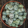 Lithops plant detail showing natural fissure and leaf structure – for sale at TOMs FLOWer CLUB