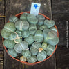 Lithops indoor succulent for bright windowsills, collector-quality specimen – for sale at TOMs FLOWer CLUB.