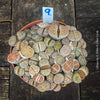 Lithops succulent top view highlighting unique patterns and textures – for sale at TOMs FLOWer CLUB