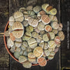 Living stones Lithops from Southern Africa, slow-grown without over-fertilisation – for sale at TOMs FLOWer CLUB