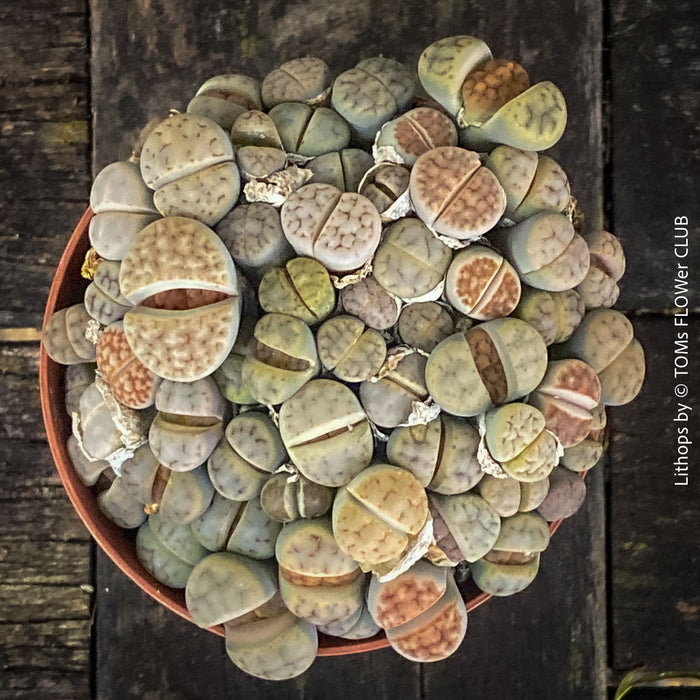 Living stones Lithops from Southern Africa, slow-grown without over-fertilisation – for sale at TOMs FLOWer CLUB
