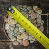 Lithops living stones succulent in mineral substrate – organically grown at TOMs FLOWer CLUB
