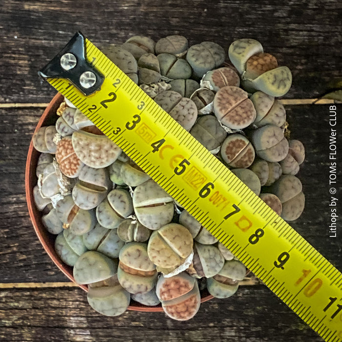 Lithops living stones succulent in mineral substrate – organically grown at TOMs FLOWer CLUB