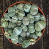 Lithops living stones plant organically cultivated in Switzerland; for sale at TOMs FLOWer CLUB. 